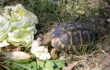 Tortuga mediterr�nia